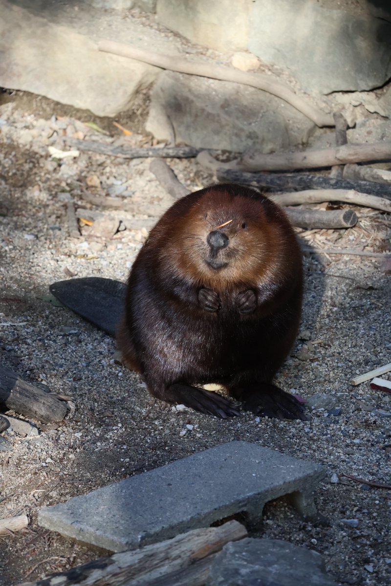 photo_beaver's tweet image. お耳ﾅｲﾅｲ🧀

#アメリカビーバー
#beaver 
#のいち動物公園
#チーズ