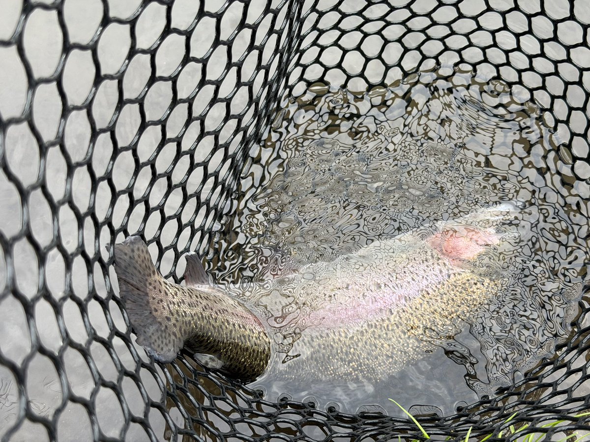 とりすけ tweet media