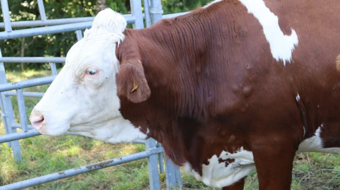 Florian Philippot tweet media