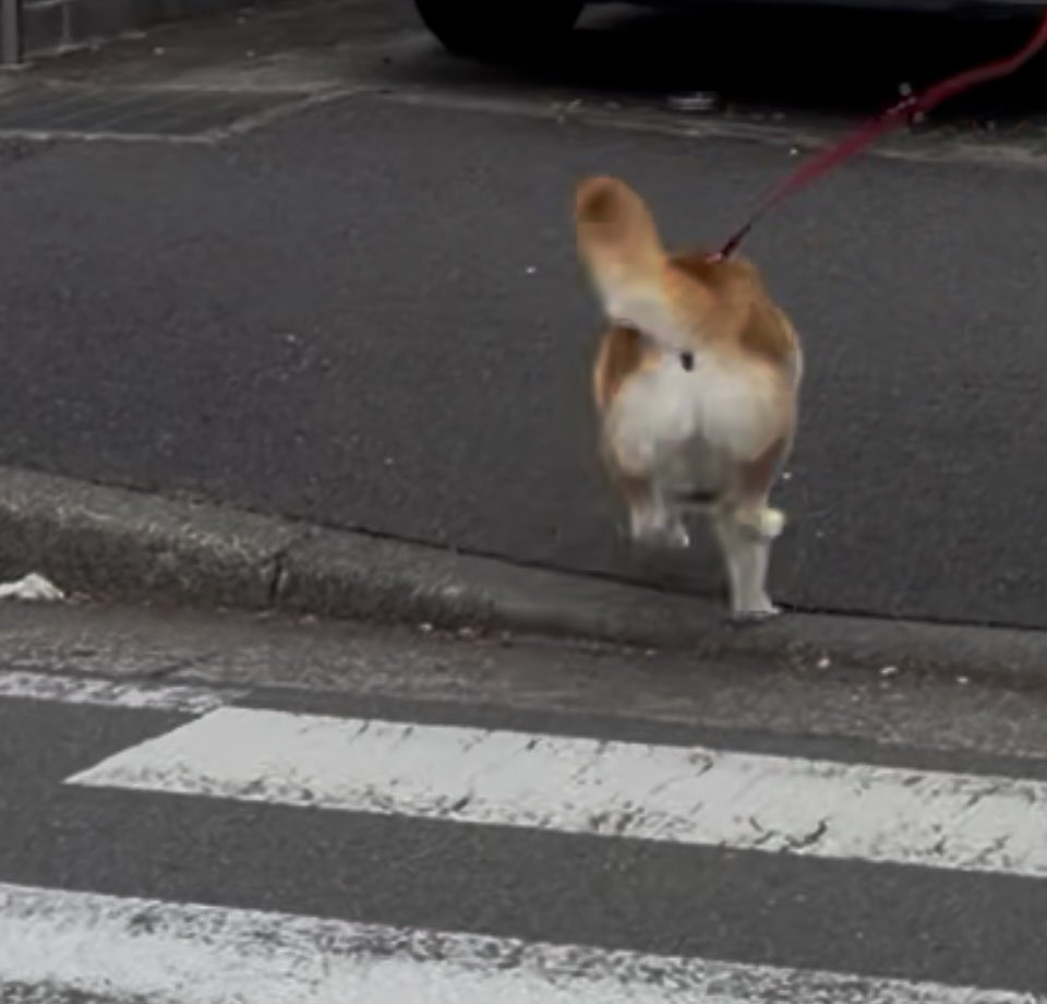祥&柴犬のまるちゃん tweet media