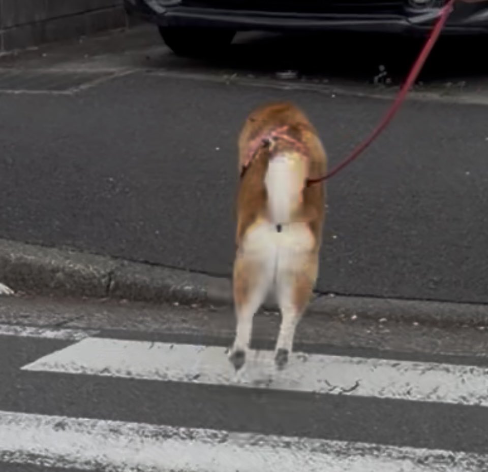 祥&柴犬のまるちゃん tweet media