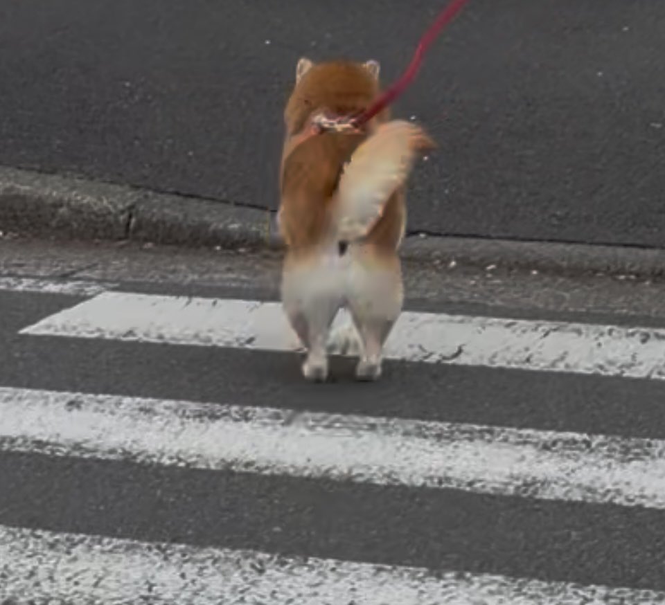 祥&柴犬のまるちゃん tweet media