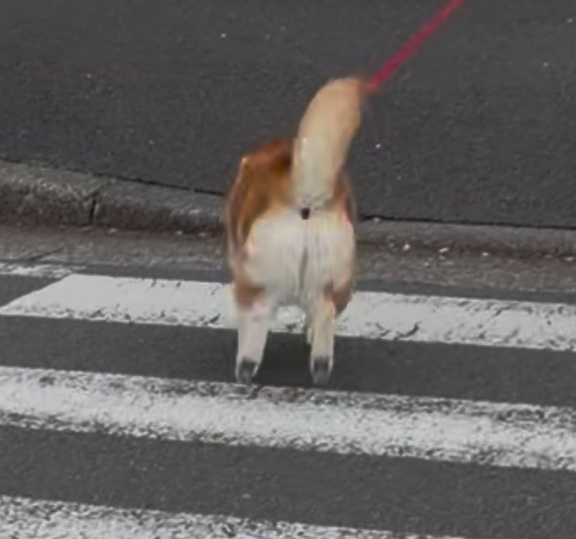 祥&柴犬のまるちゃん tweet media