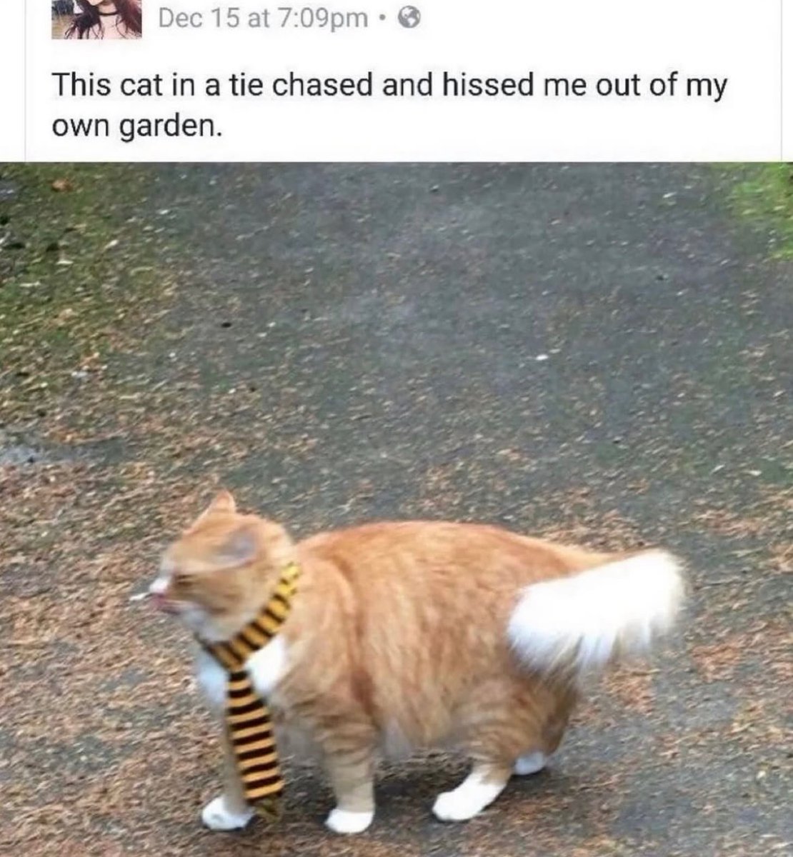 Respectful Memes tweet media