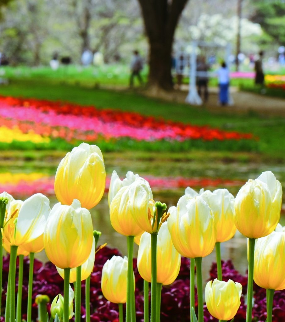 miyomiyomiyo345's tweet image. 「みよアルバム📷」

チューリップ満開の昭和記念公園🌷

4/14  …  📷

#photography 
#photo 
#写真で伝えたい私の世界