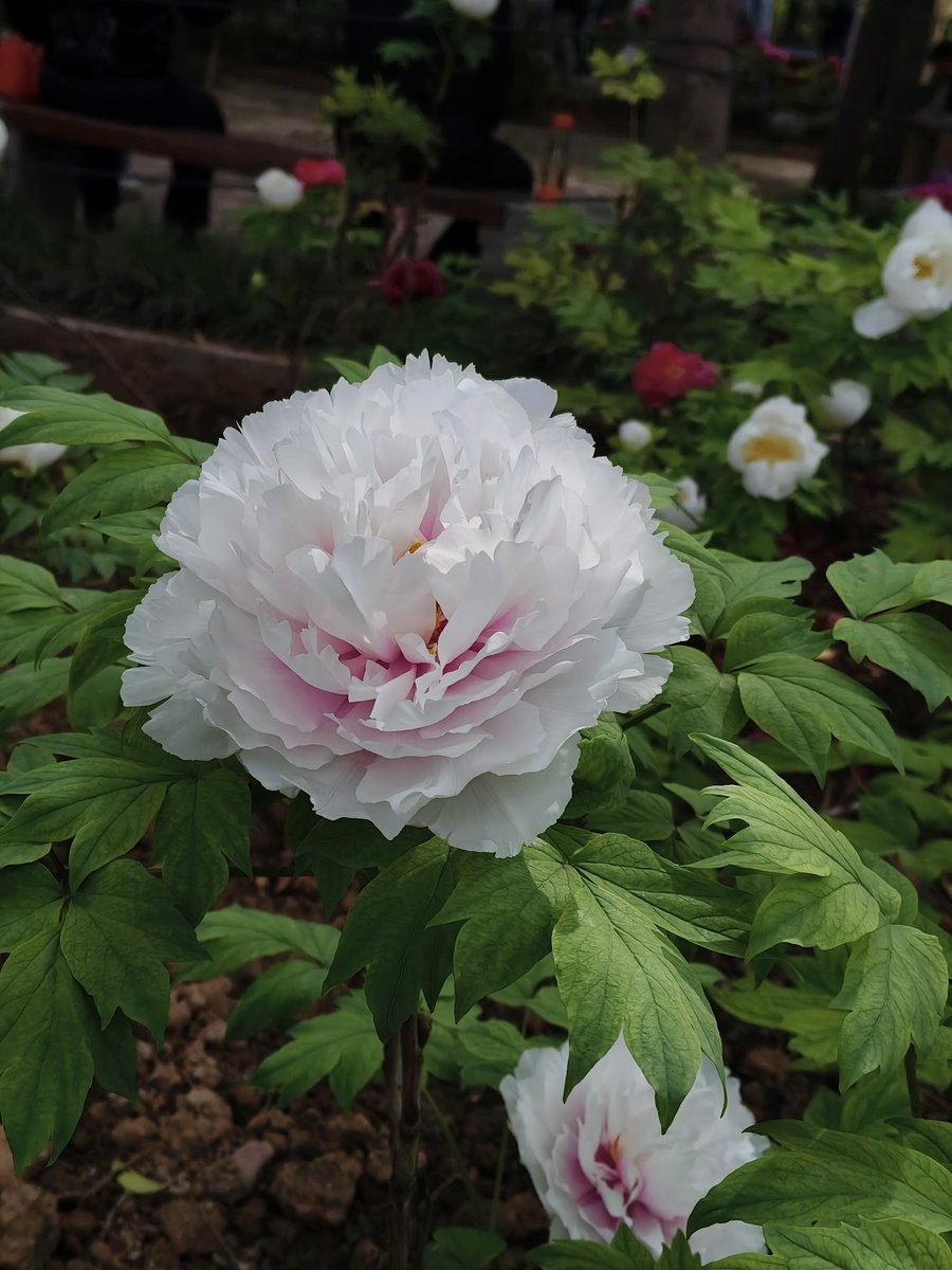 Yoolleh's tweet photo. 洛阳牡丹甲天下
Luoyang peonies are unrivaled in the world.
Lots of young ladies are taking stunning Hanfu photos in Luoyang.
#flower #traveling https://t.co/tKxnvwn0FE