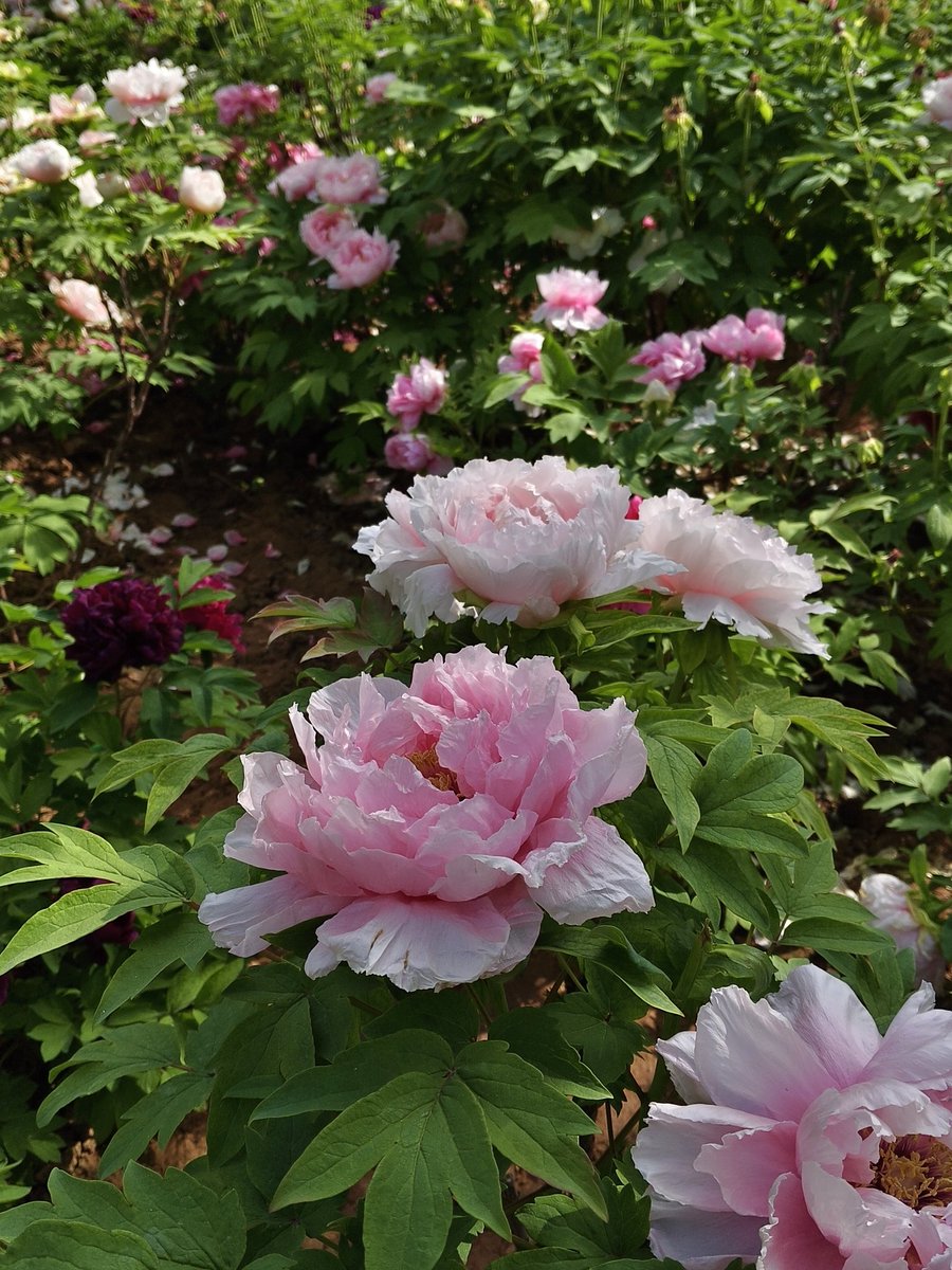 Yoolleh's tweet photo. 洛阳牡丹甲天下
Luoyang peonies are unrivaled in the world.
Lots of young ladies are taking stunning Hanfu photos in Luoyang.
#flower #traveling https://t.co/tKxnvwn0FE