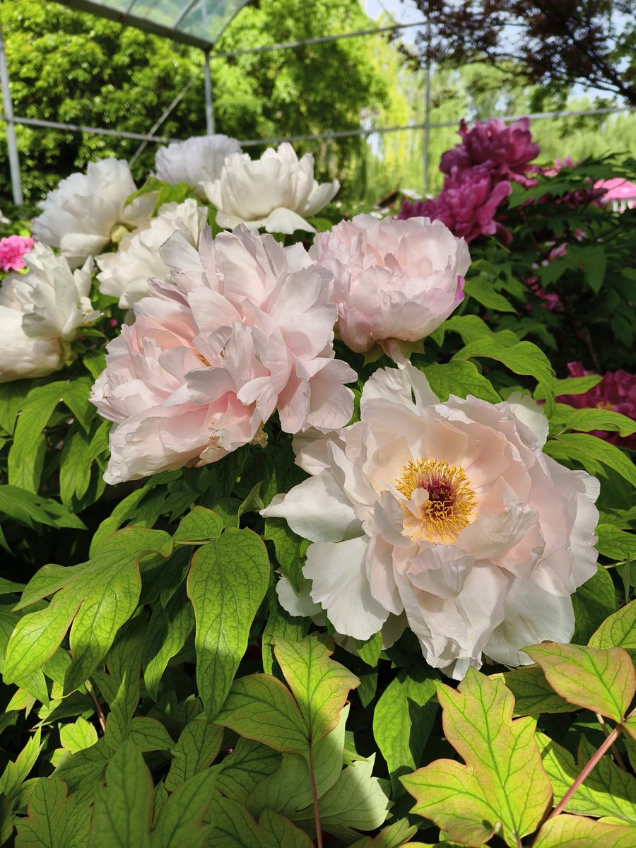 Yoolleh's tweet photo. 洛阳牡丹甲天下
Luoyang peonies are unrivaled in the world.
Lots of young ladies are taking stunning Hanfu photos in Luoyang.
#flower #traveling https://t.co/tKxnvwn0FE