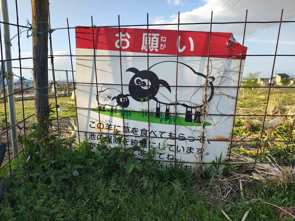 ざんざるぶ tweet media