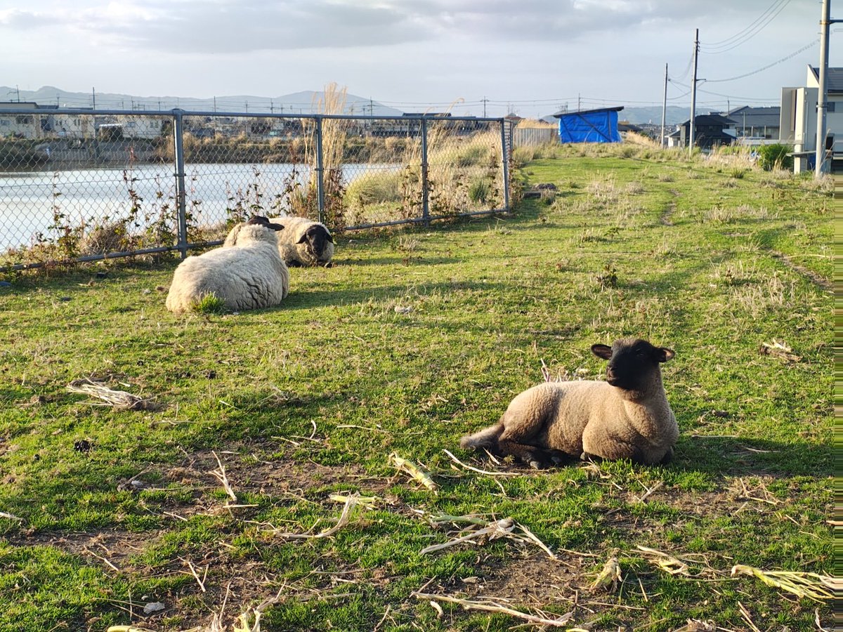 ざんざるぶ tweet media