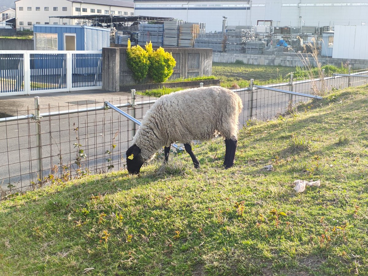 ざんざるぶ tweet media