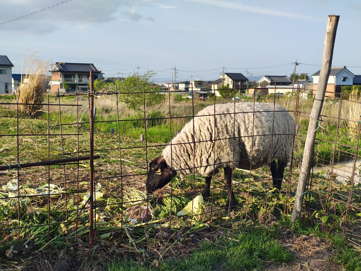 ざんざるぶ tweet media