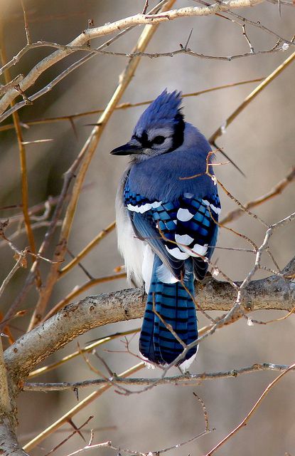 ToQuyen92's tweet photo. The Blue Jay (Cyanocitta cristata) stands out with its vibrant and striking beauty, as its blue and white plumage with crisp patterns creates an image that is both elegant and bold in the natural world 💗 https://t.co/oIkY9Ws8og