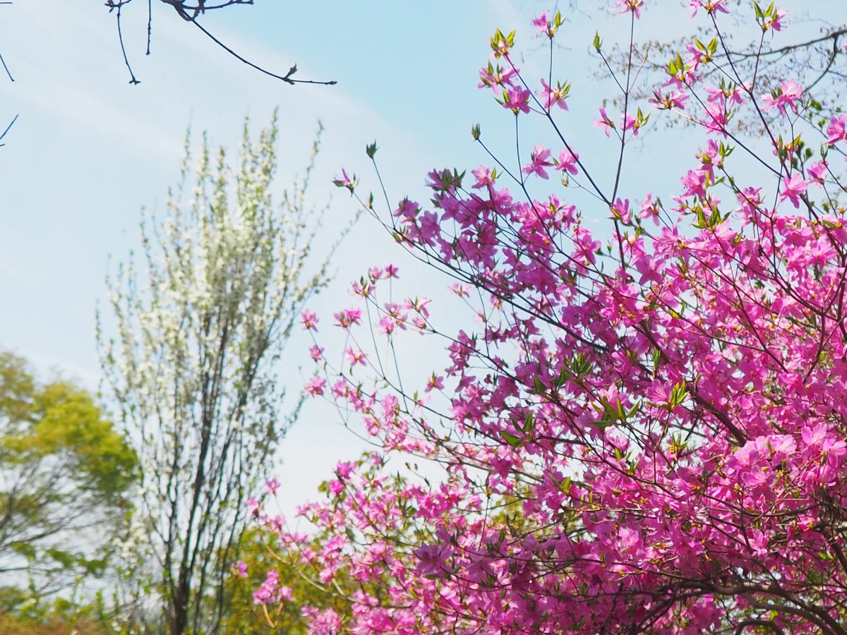 門脇☀️🐸🥕 tweet media