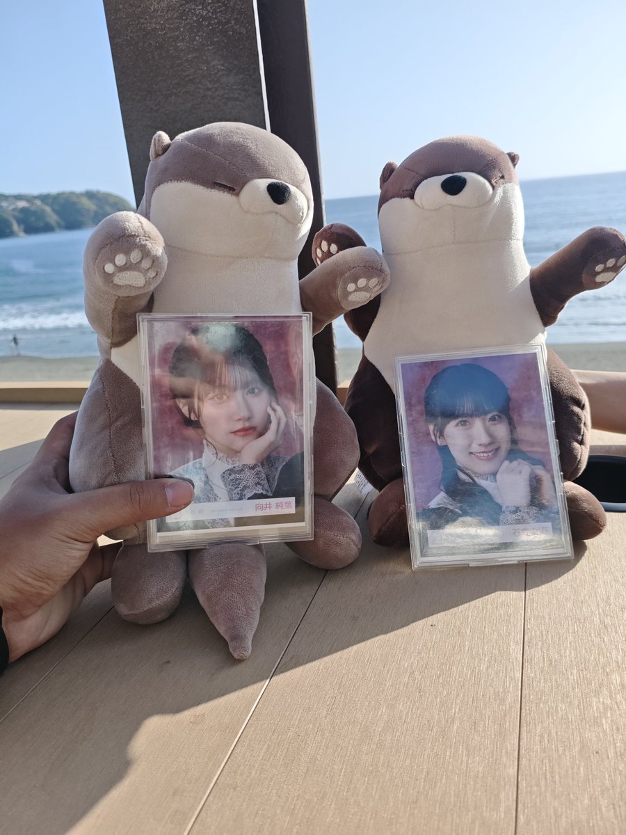 🐨Marmotoha Tree🌳 tweet media