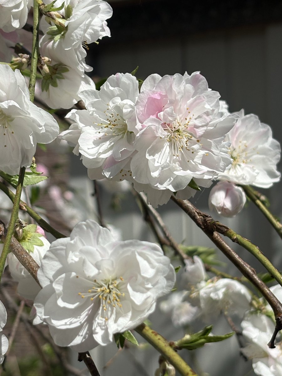 ふぁいんぴーす⭐️🧡 tweet media