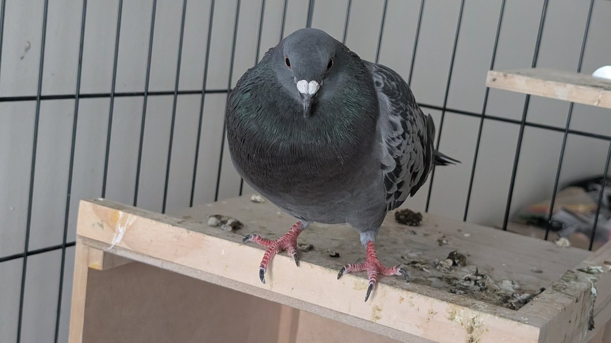 alex 🕊️ 🦖 tweet media