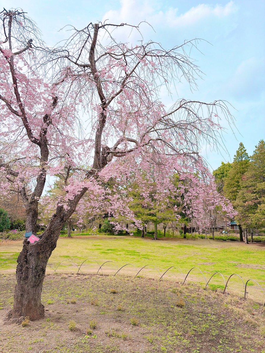 アール tweet media