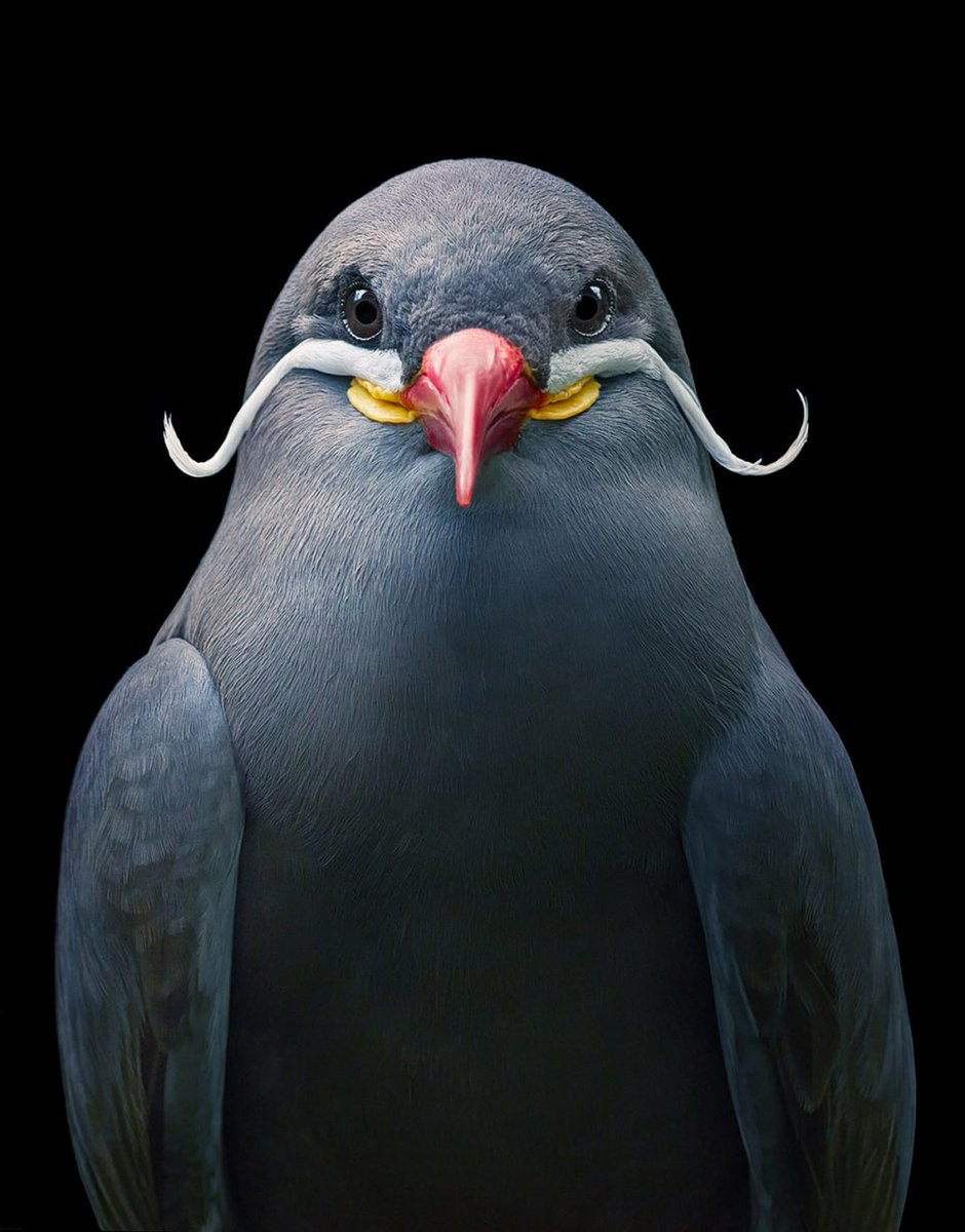 ToQuyen92's tweet photo. The Inca Tern (Larosterna inca) captivates with its unique and distinctive beauty, highlighted by elegant charcoal-gray plumage and delicate white curling “mustache” markings, making it one of the most striking seabirds 💗 https://t.co/gkFUncLqBx