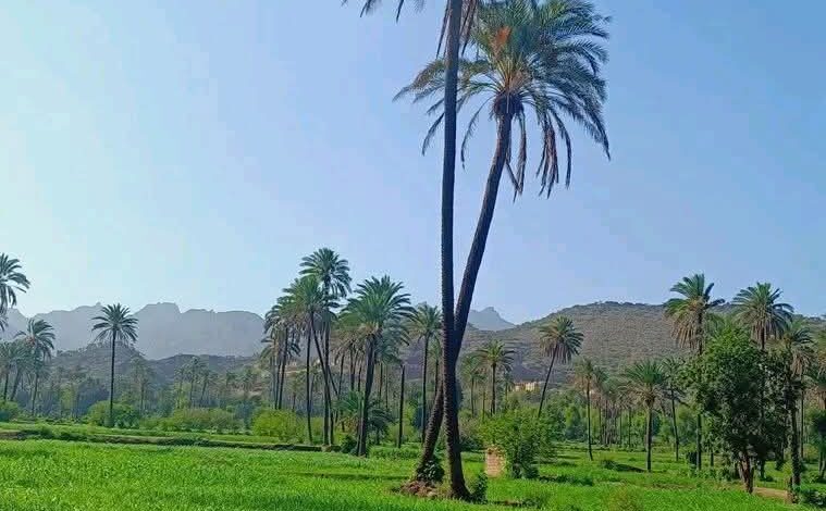 يمن مونيتور tweet media