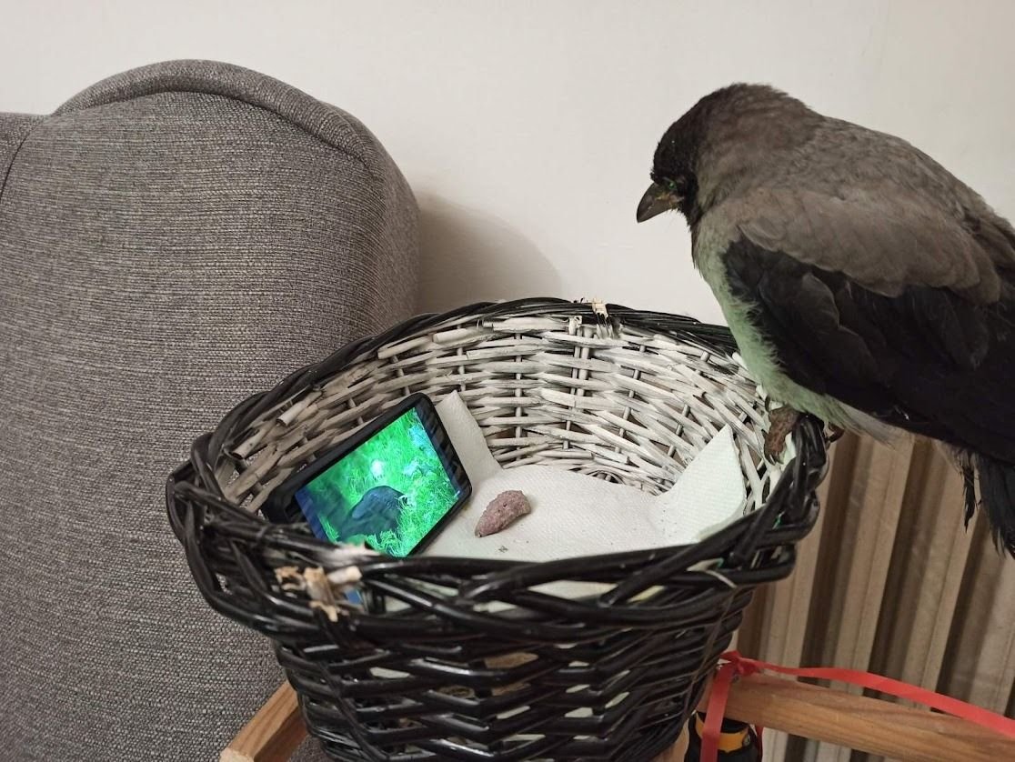 Mlađa kćer je našla povređenu mladu pticu ispred zgrade. Tek operjala.
Lečila je. Hranila.. 
Učila je ko su joj rođaci... Vrana gleda snimak i sluša zvuke. 
Ovo mi je bilo presmešno, ali vredelo je-čim je pticu pustila nazad u prirodu, sleteli joj rođaci i ona otišla s njima. ❤️