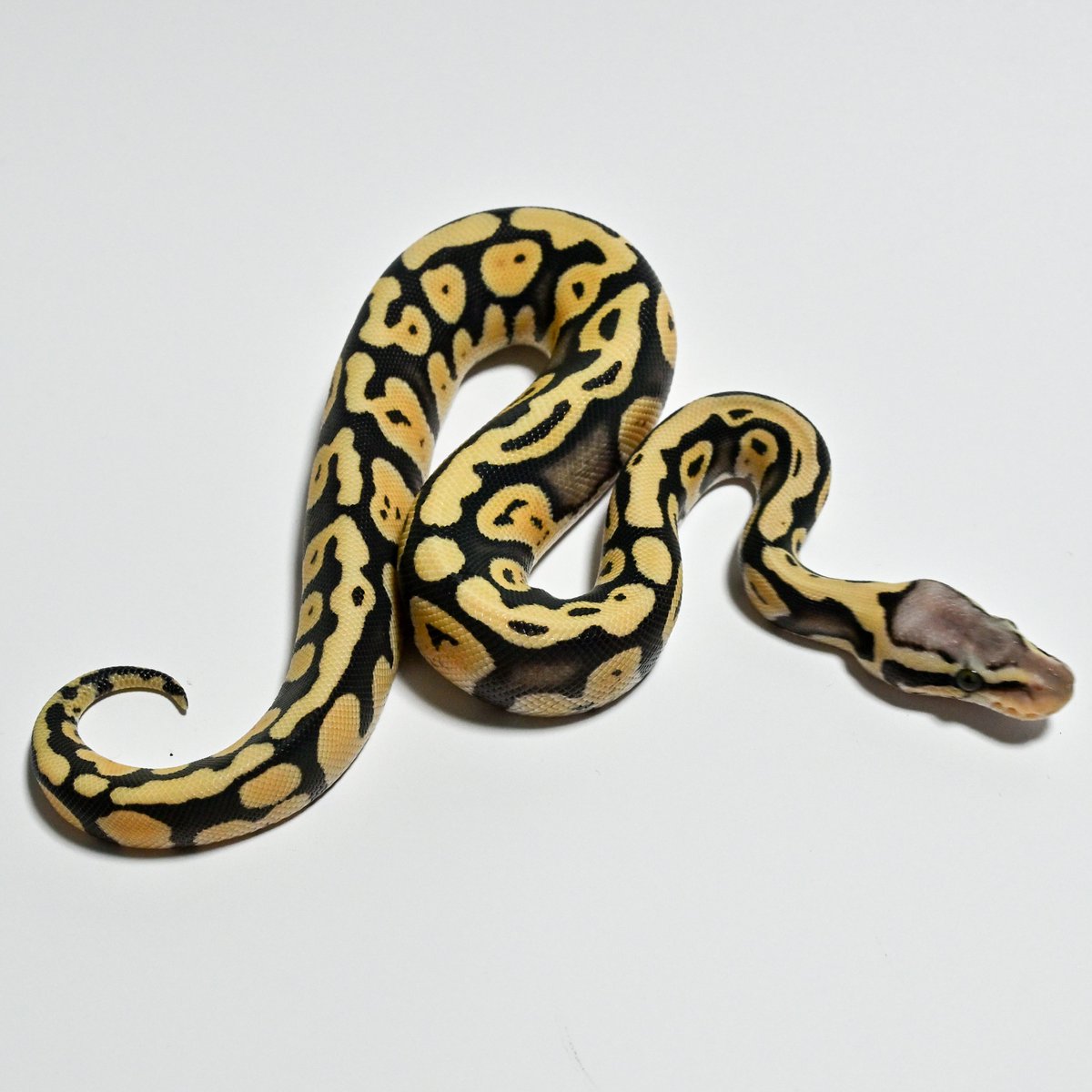［NUM2502］Pastel GHI DG het Caramel♀
  Price: ¥150,000 

お迎えのご相談・お問い合わせはDMからお気軽にどうぞ