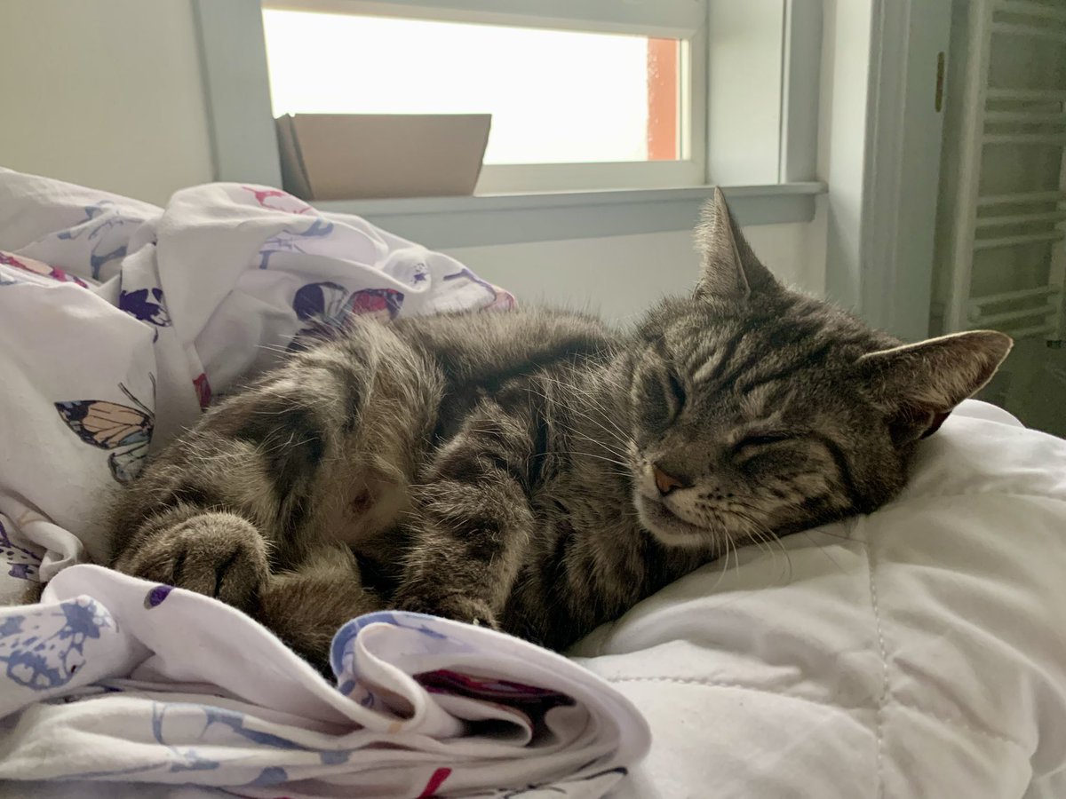 frenchscotjeff's tweet image. A good lazy Caturday ahead…

#WeekendVibes #Caturday  #spring #GoodVibesOnly #StormHour #jefinuist #outerhebrides #Scotland