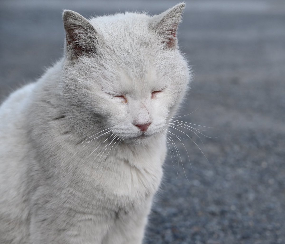 （株）銀宝堂　猫好き店主のいるお店（埼玉県熊谷市） tweet media
