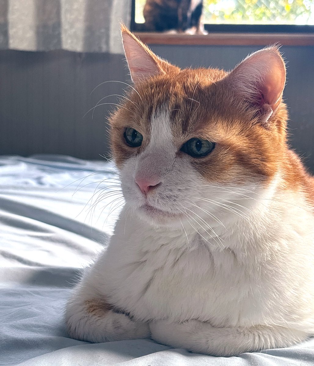 （株）銀宝堂　猫好き店主のいるお店（埼玉県熊谷市） tweet media