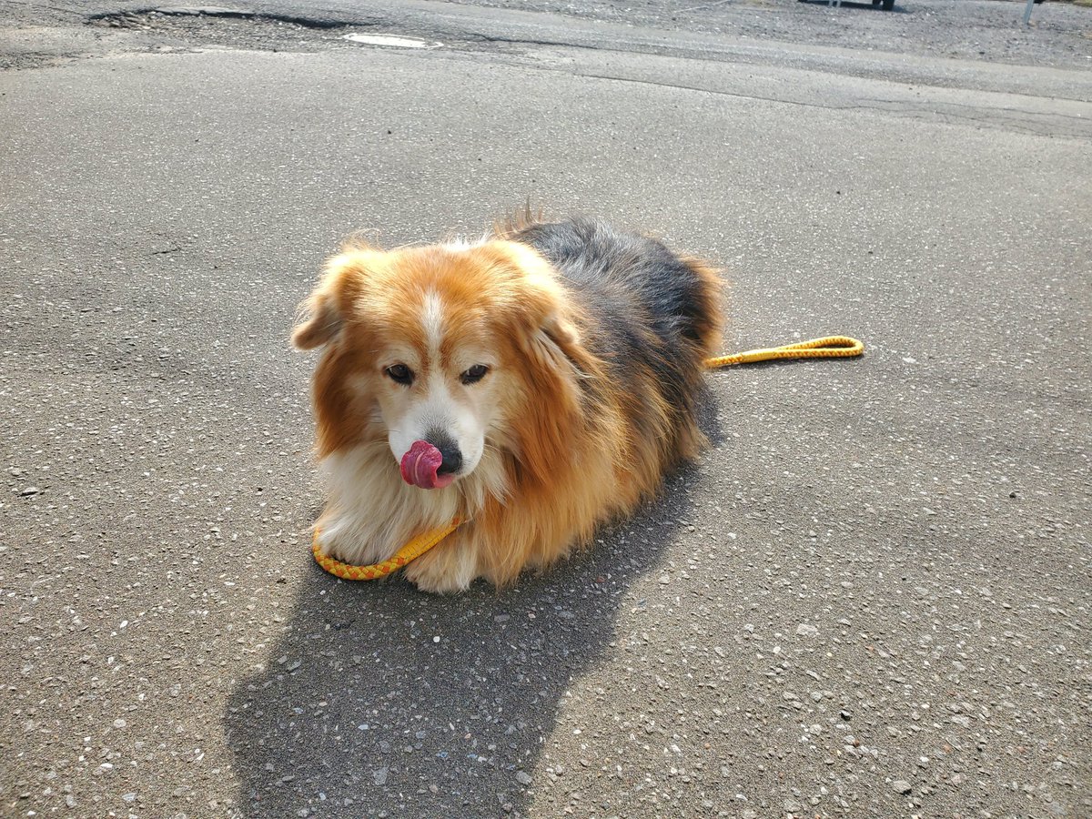 サスケ(フラッフィーコーギー) tweet media