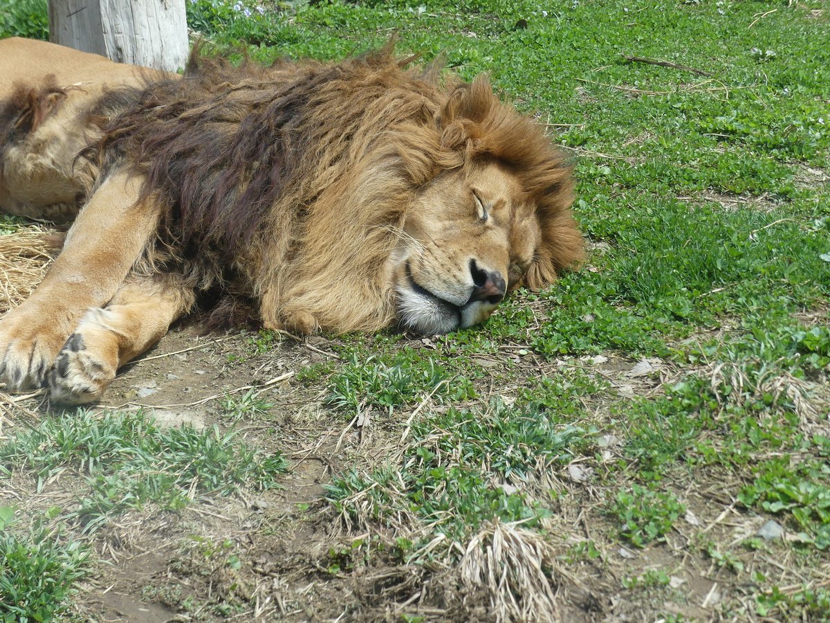 盛岡市動物公園 ZOOMO tweet media