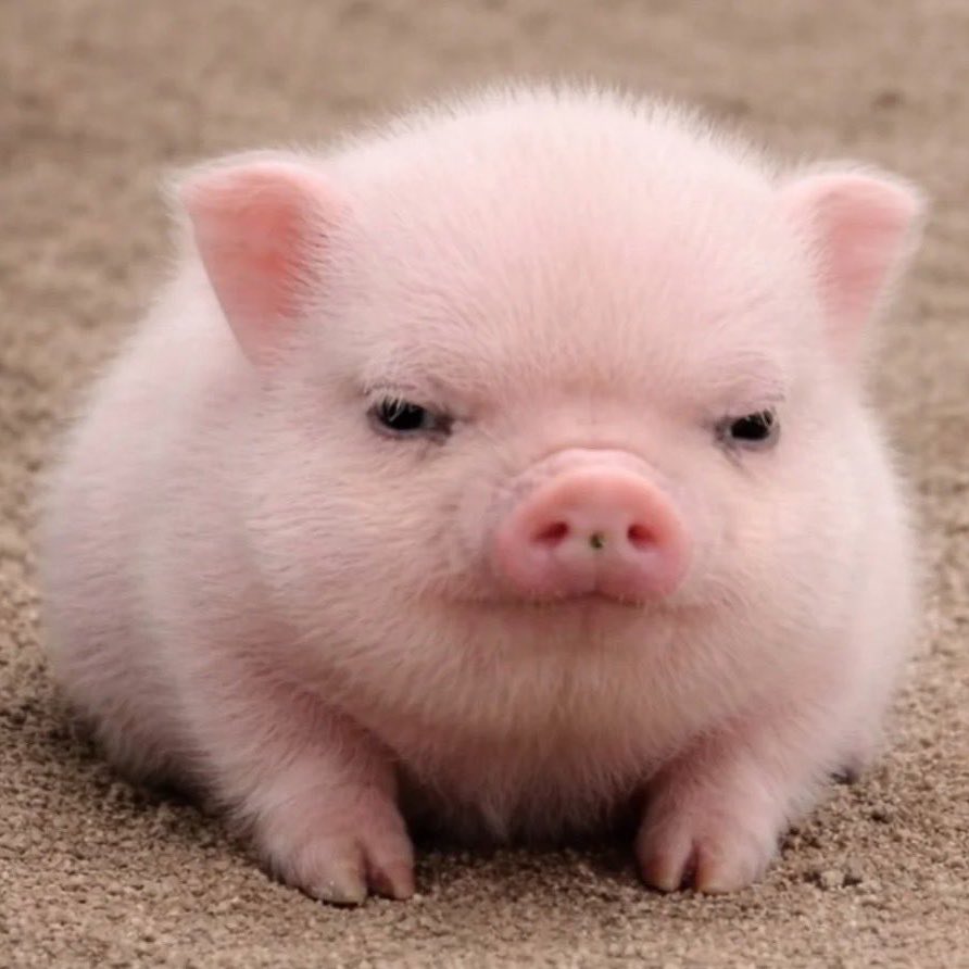 ⋆. 𐙚 ˚mìe tweet media