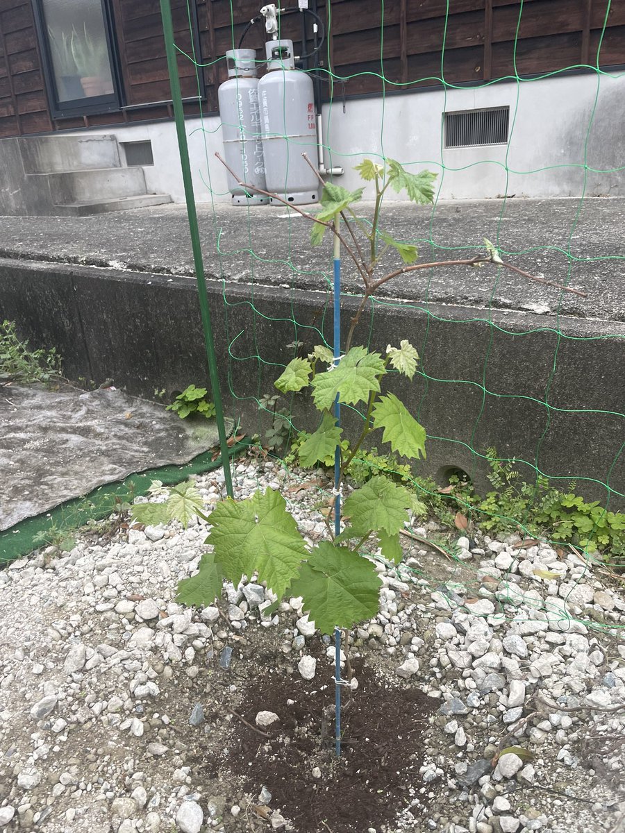 帰ってからは畑してる