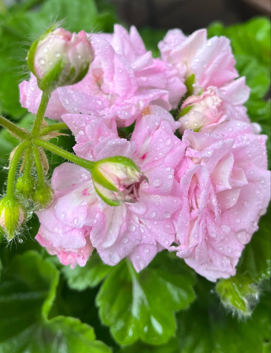 今日も曇り☁️でしたが…

午後から又雨になりました☔

当分雨の日が続きそうです˘˘̥

穏やかに
　過ごせますように•ᴗ•ꕤ

今週も
　ありがとうございました💐

雨のリグレット youtu.be/_Rf51fpCLTU?si… <a href="/YouTube/">YouTube</a>