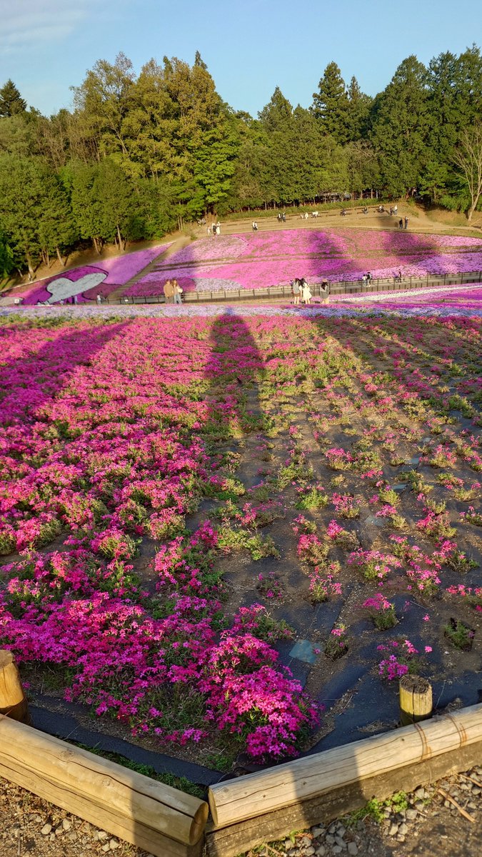 しょこら（schokola38） tweet media