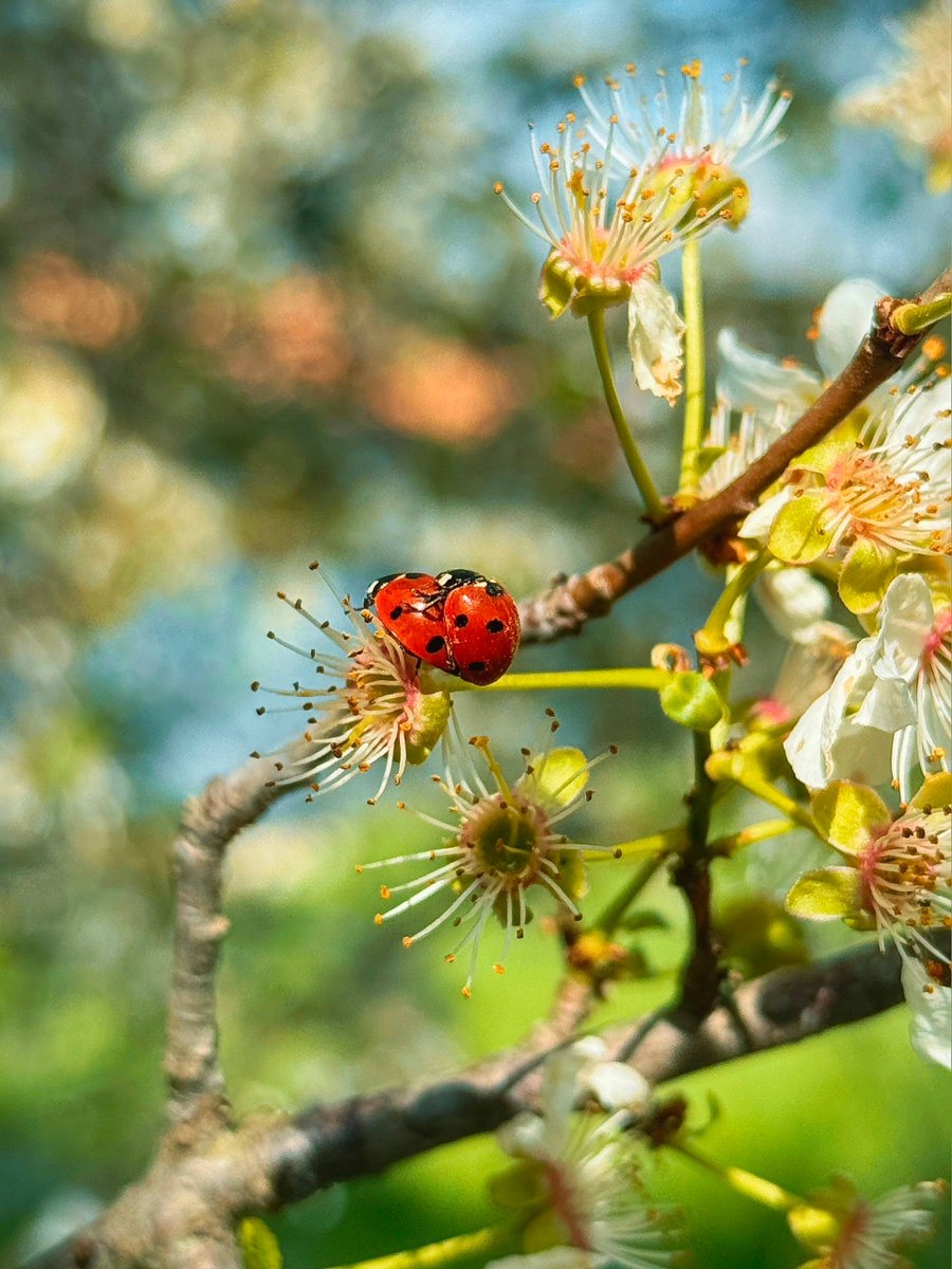 DasTere_8's tweet image. ⭐️🌸🪻🌼I wish you all a good #weekend! And I'm working today and tomorrow! I'm leaving you a couple of cool #spring photos and a funny #song.Be happy, healthy and loved!😘🫶🌷🎶
youtu.be/vQjqJcVQNVA