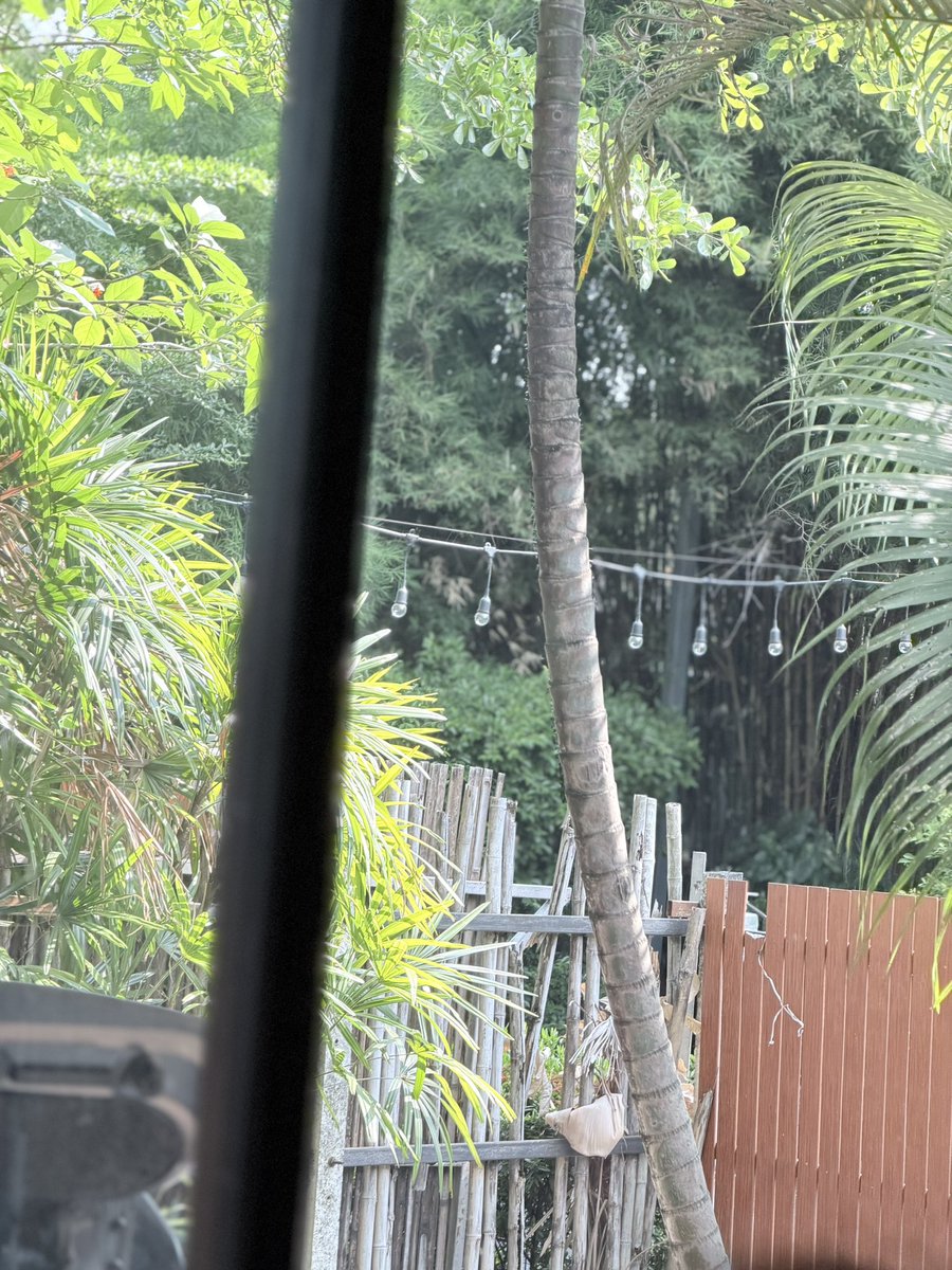 Muaymuaysw✨ tweet media