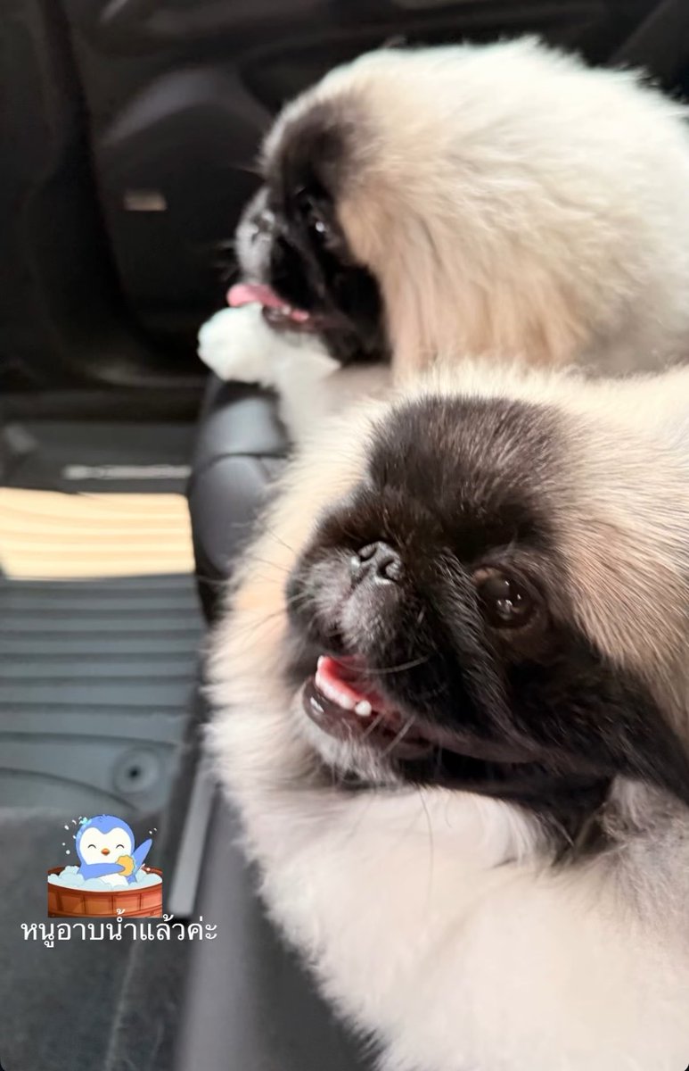 ⁺◟มัมหมีพีพี ⸌☻꙳ tweet media