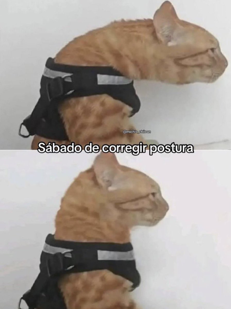 gatos fazendo gatices tweet media