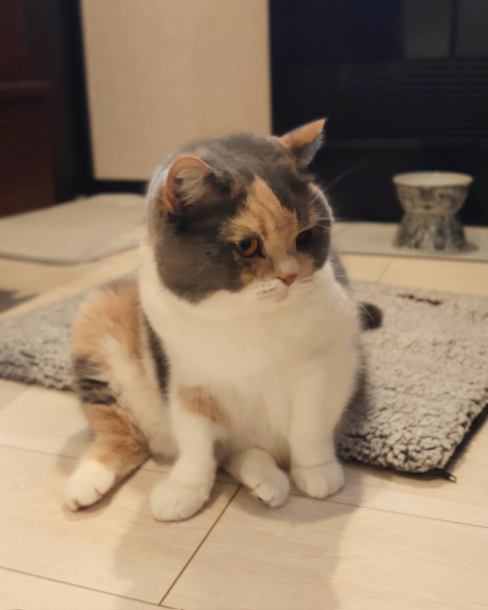 pokomanjyu's tweet photo. 変な座り方🐈 https://t.co/MplrSKmKRc