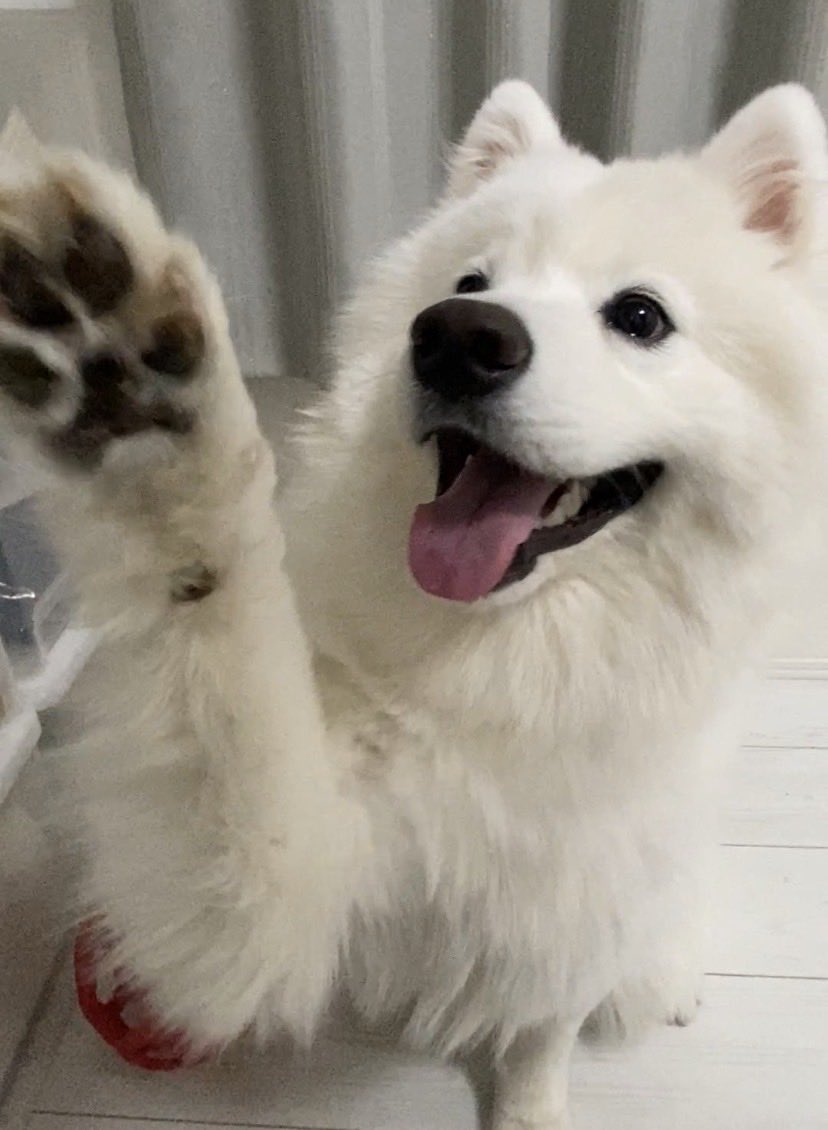 ハマ太郎の日常【サモエド】 tweet media