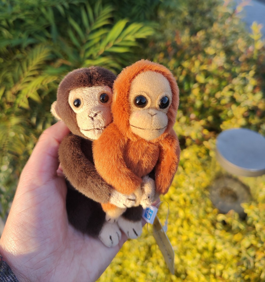 ape head fred tweet media