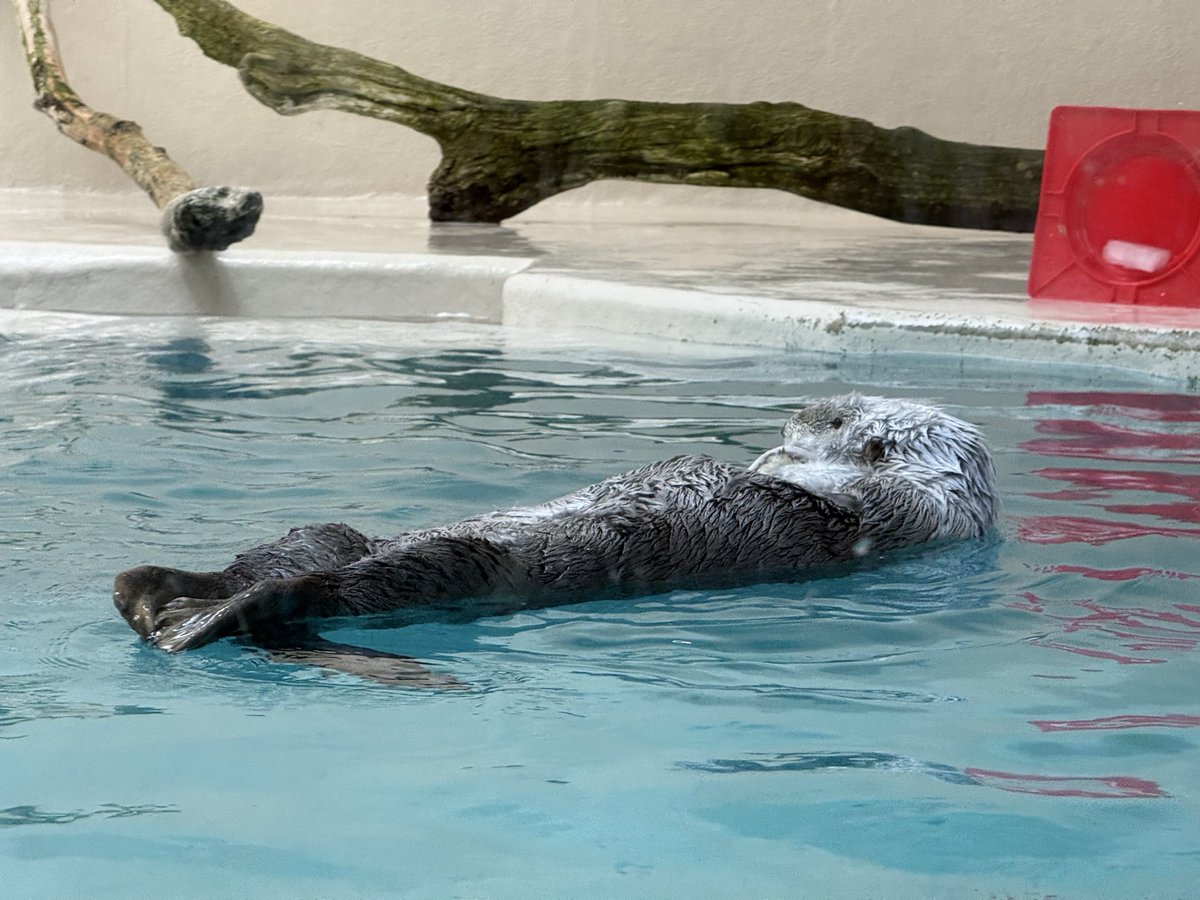 すこやかぴょんぴょこ班長の駆 tweet media