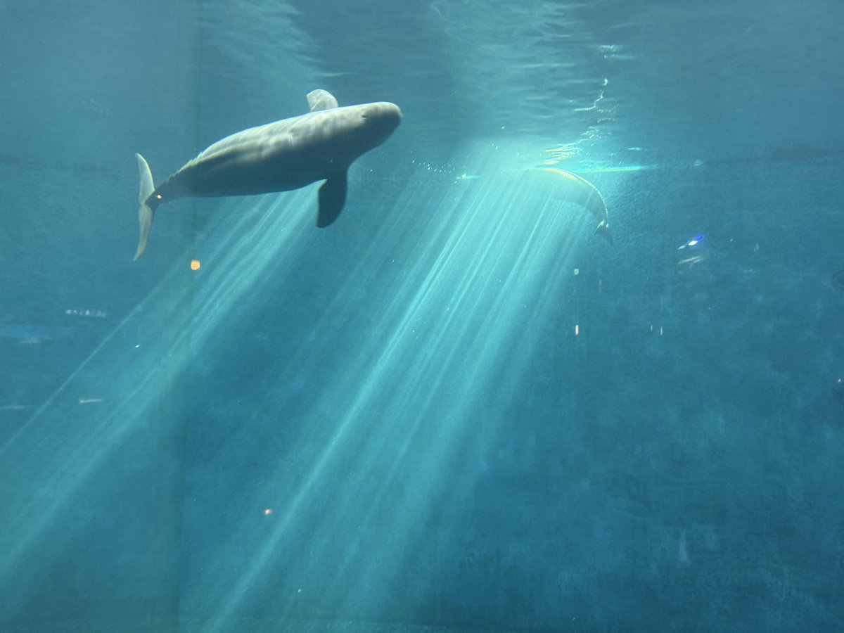 すこやかぴょんぴょこ班長の駆 tweet media