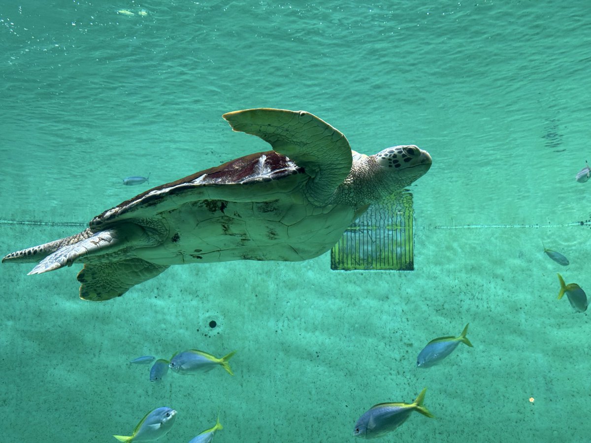 すこやかぴょんぴょこ班長の駆 tweet media