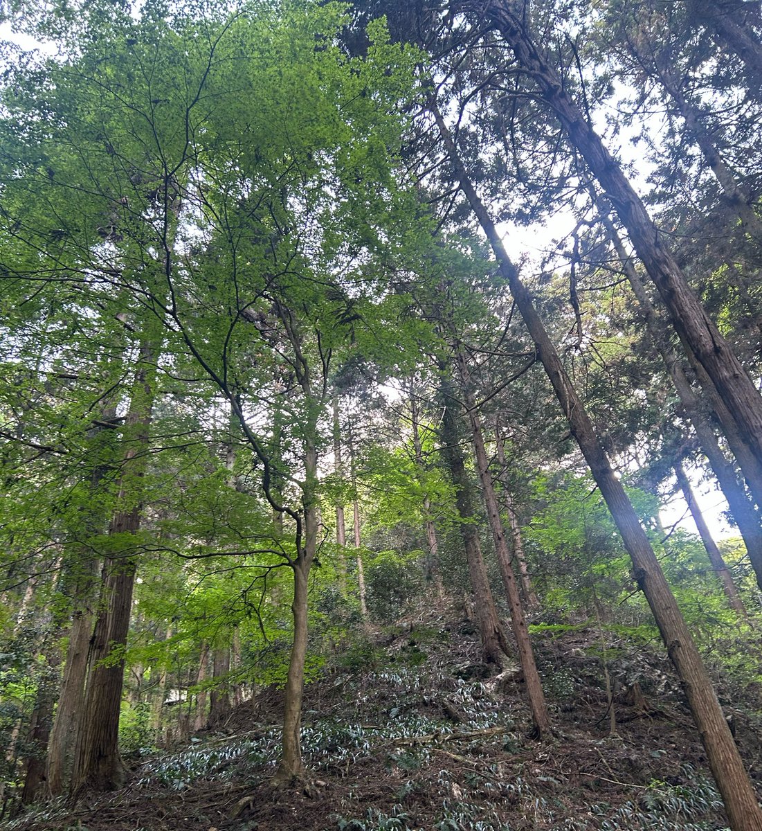 エルス tweet media