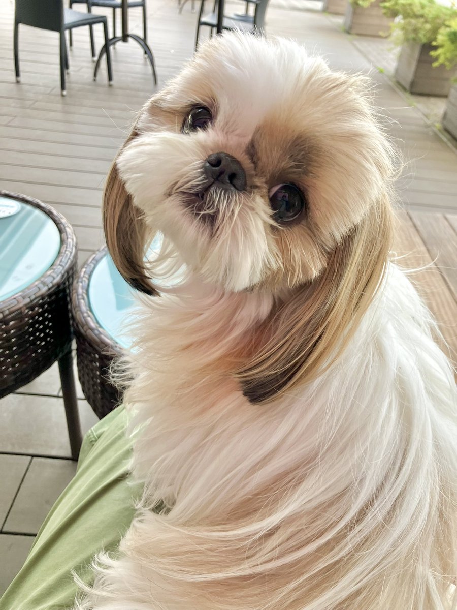 小顔シーズーこまちゃん tweet media