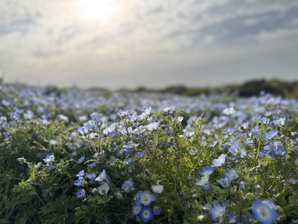 さぶしゅぐ tweet media