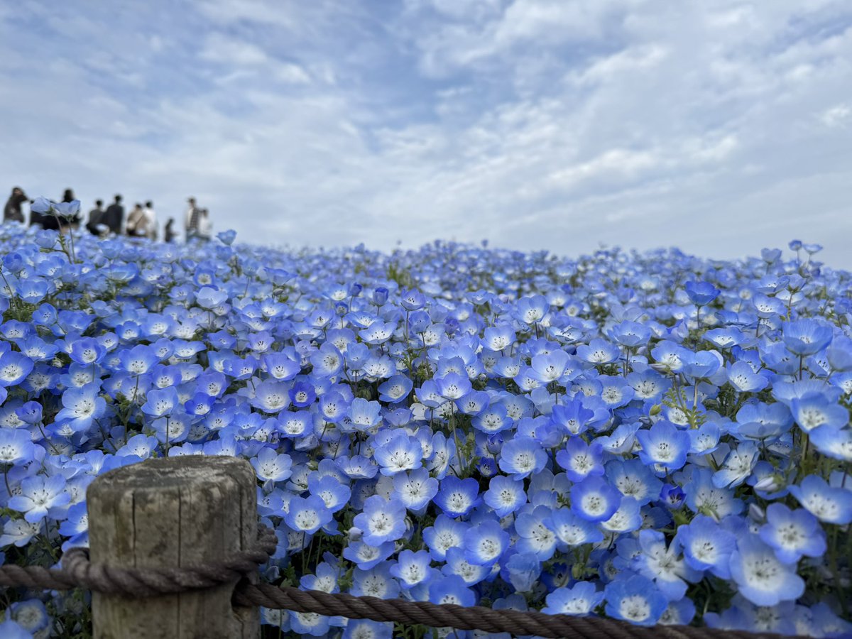 さぶしゅぐ tweet media