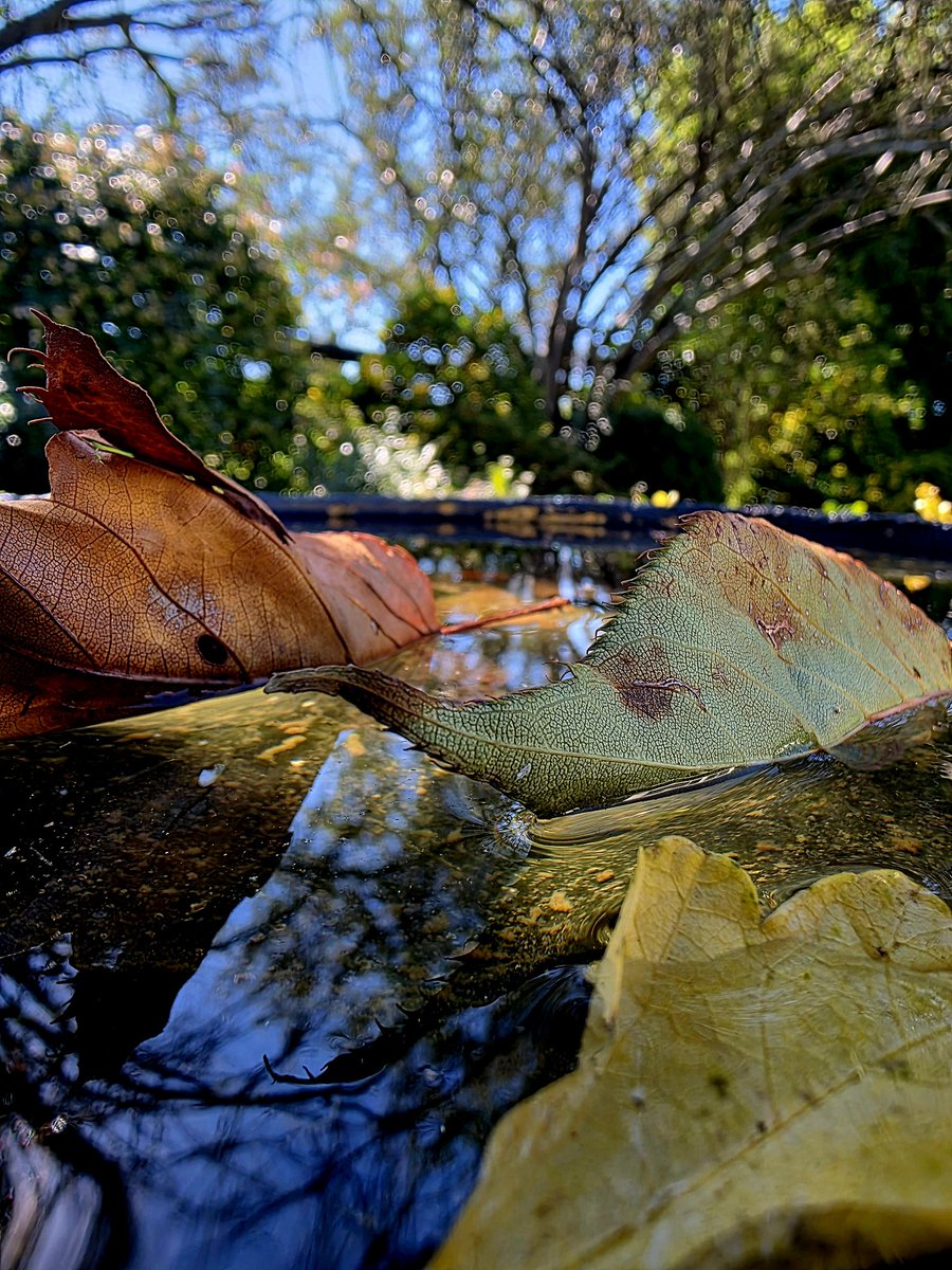 PeterCa85704183's tweet image. An Autumn morning with leaves floating on the birdbath. #autumn #leaves #water #nature